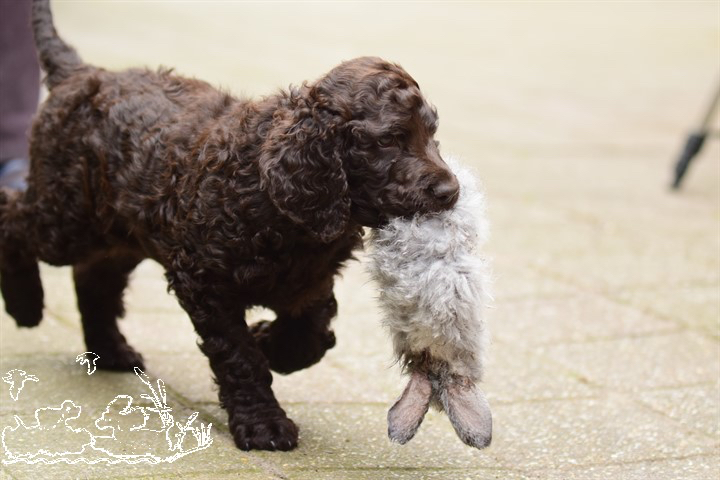 splien-canin-aport