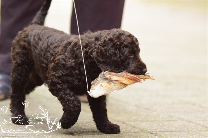 splien-pheasant-wing