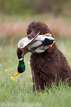 duck retrieve