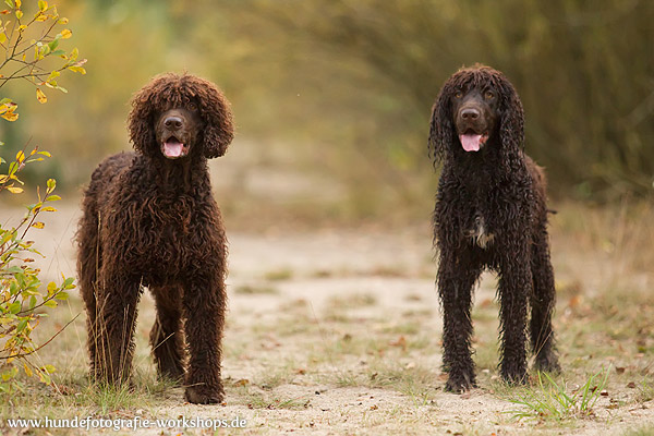 irish-water-spaniel-262